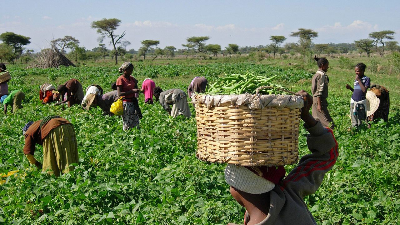 CAN NIGERIA REGAIN ITS LEADING POSITION IN AGRICULTURAL EXPORTS?