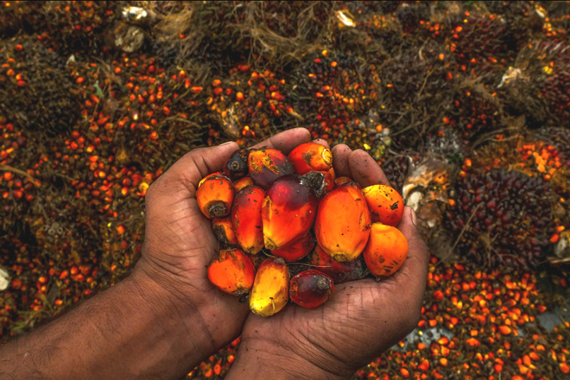 Introduction to Palm Oil Investment